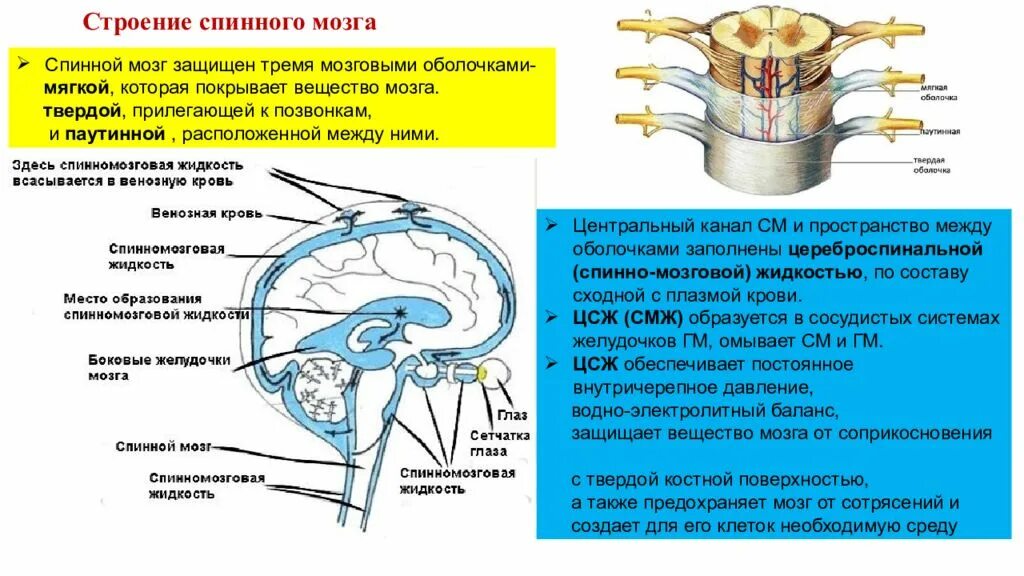 Жидкость в спинном канале. Строение спинного мозга оболочки спинного мозга. 6. Спинной мозг: строение и функции.. Спинной мозг строение и функции нервная система. Спинной мозг защищён 3 оболочками.