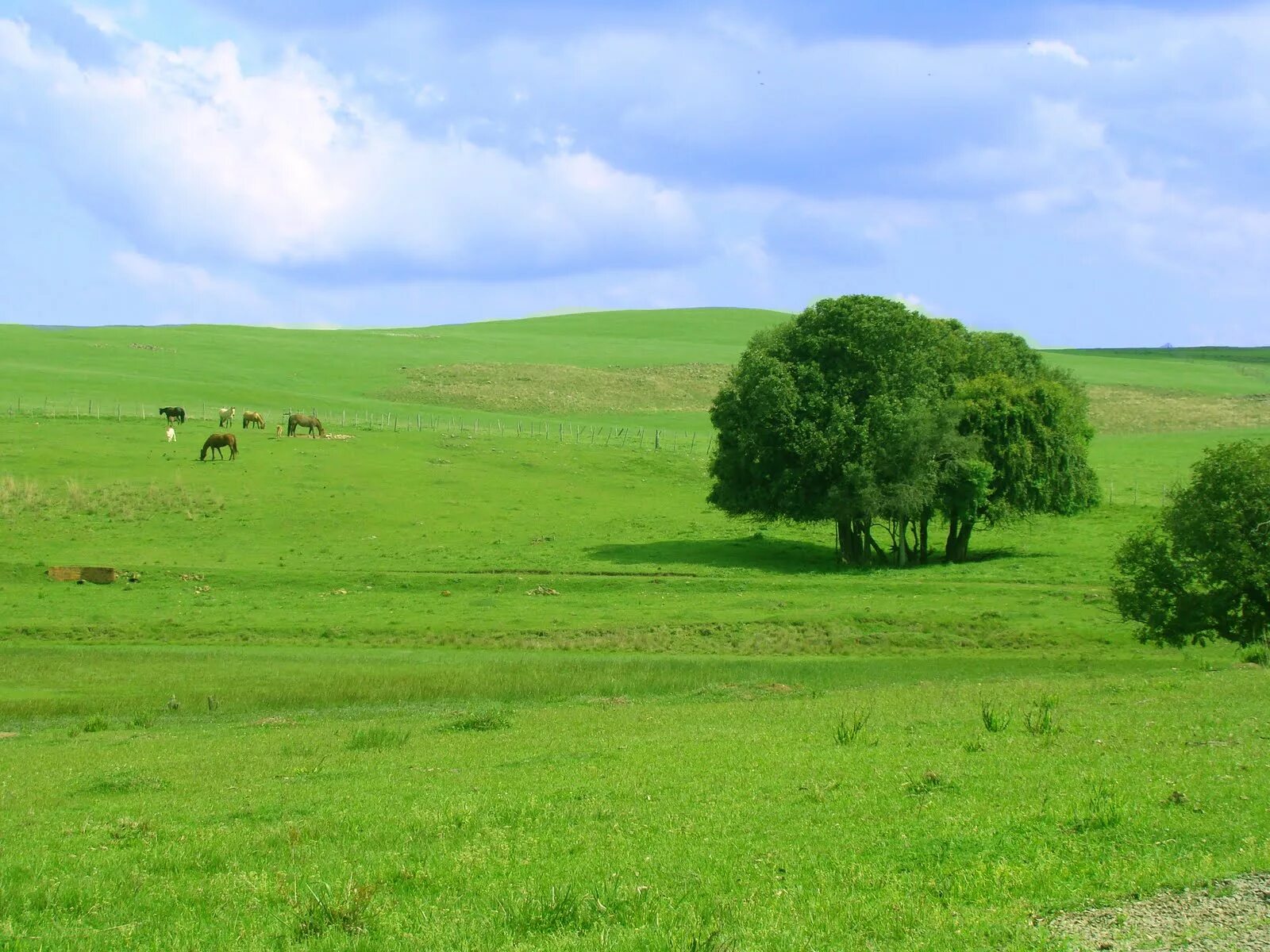 Кампос лимпос южной америки. Саванна (льянос, кампос). Саванны кампос. Бразилия саванны льянос. Кампос лимпос.