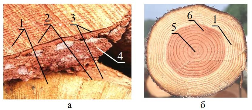 Срез коры камбий древесина. Луб древесина камбий. Строение коры дерева Луб и.