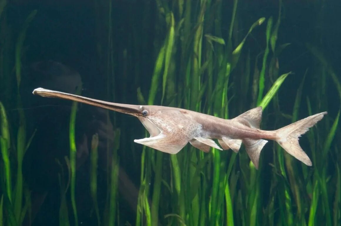 Веслонос (psephurus gladius). Осетр веслонос. Веслонос рыба. Осетр веслонос. Канадский веслоносый осетр.