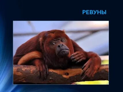 Обезьян ревунов