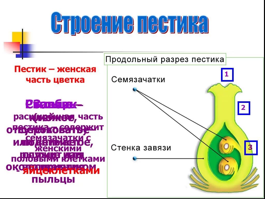 Нижняя расширенная часть пестика. Строение пестика. Строение завязи пестика. Расширенная часть пестика называется. Расширенная часть пестика.