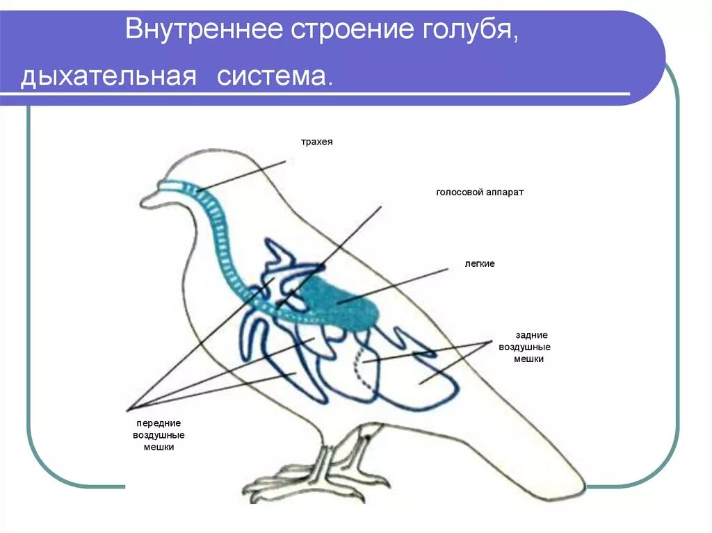 В легкие птиц поступает. Схема строения дыхательной системы птиц. Внутреннее строение птиц нервная система. Внутреннее строение сизого голубя. Пищеварительная система сизого голубя.