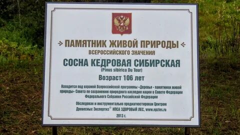 Сибирский кедр в Берёзовском признали памятником природы ч 5: swbkka - ЖЖ
