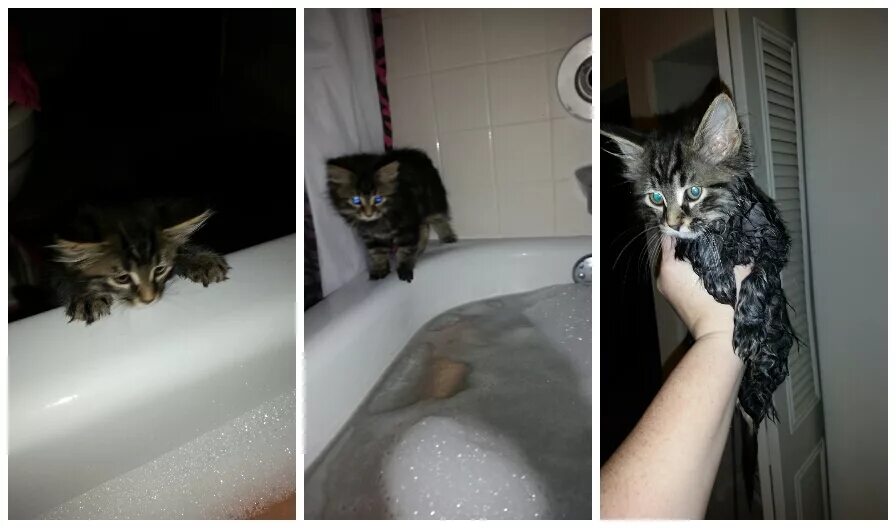 Кот в ванне. Котенок в ванной. Пушистый кот в ванной. Котенок в ванной прикол. Видео коты в ванне