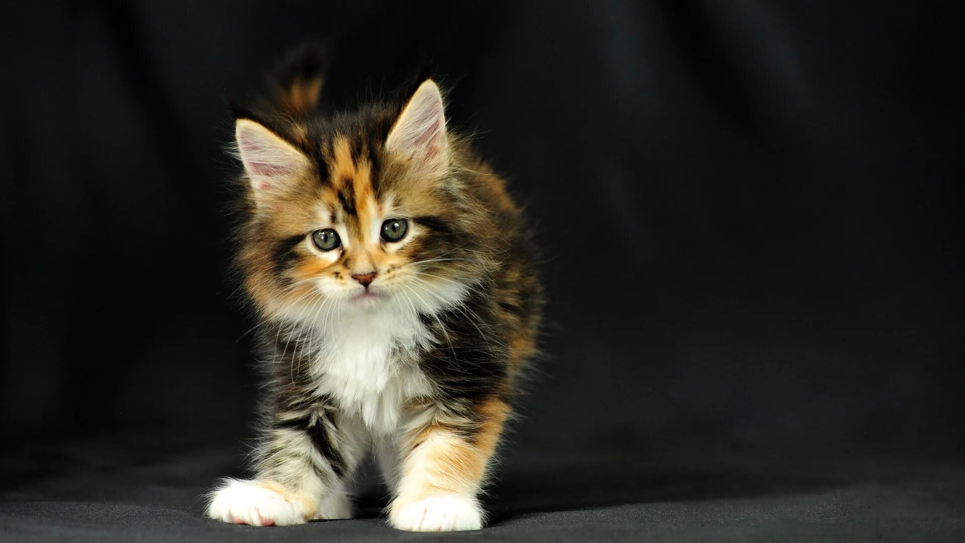 котята в корзинке. спящий белый котенок. милые котята. малюсенькие котята. маленький котенок.