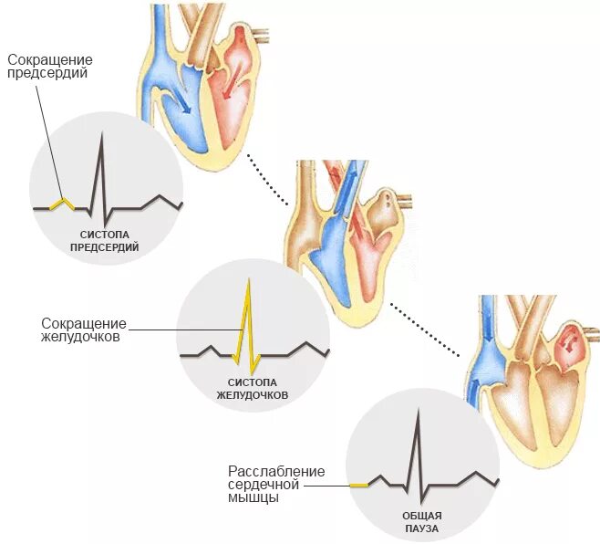 Сокращение и расслабление сердца. Сокращение сердца. Сокращение предсердий. Цикл расслабления и сокращения сердца. Сокращение мышц и работа сердца