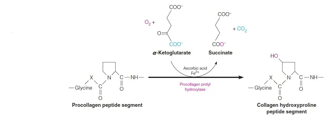 Пролин коллаген. 4 гидроксипролин формула структурная. Proline biosintese. Пролин купить. Формула коллагена химия.
