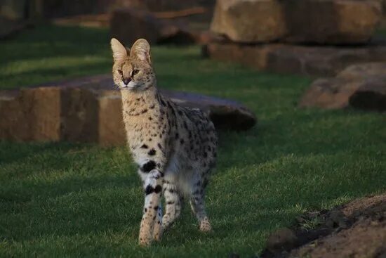 Cassie,' an African serval cat, on the loose in Tiny Township CBC News