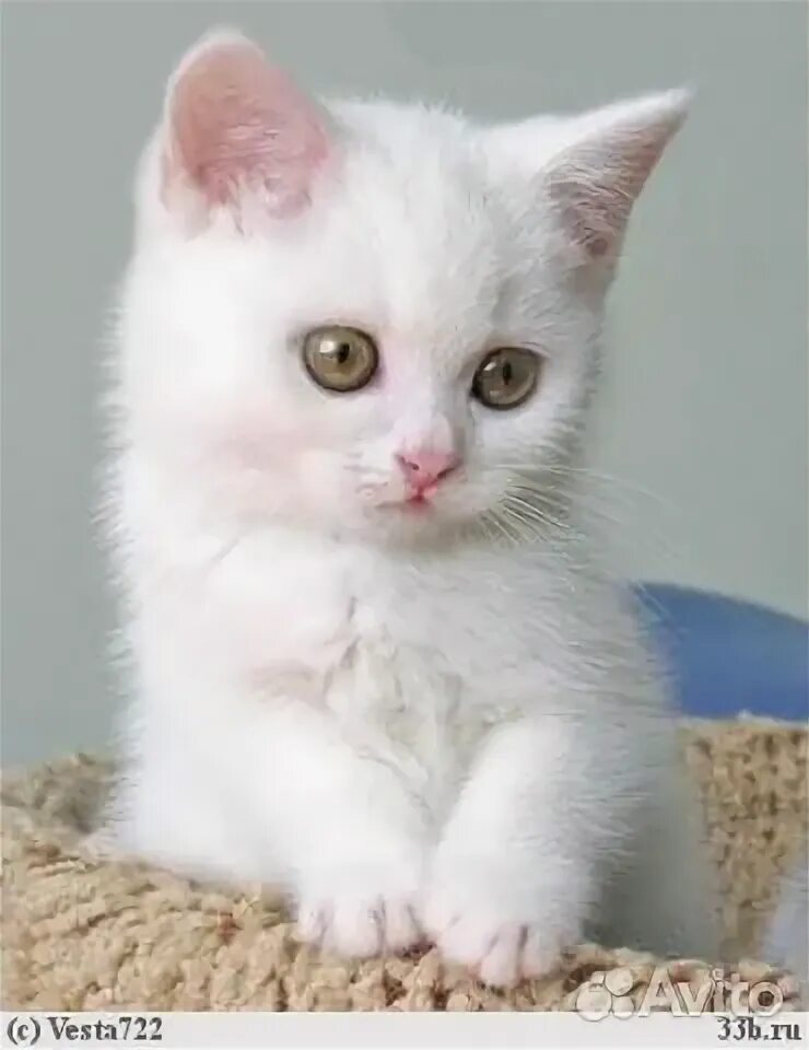 Как выглядят белые котята