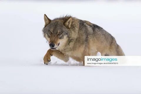 Волкомоб