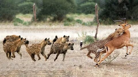 Wildlife documentary