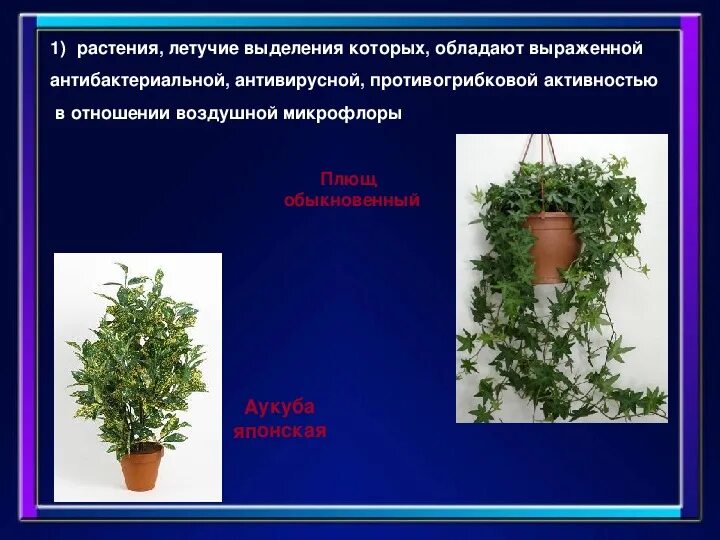 Сообщение растения которые выделяют много кислорода. Комнатные растения которые выделяют много кислорода. растение выделяющее соль. растение которое выделяет йод. трава которая выделяет молоко.