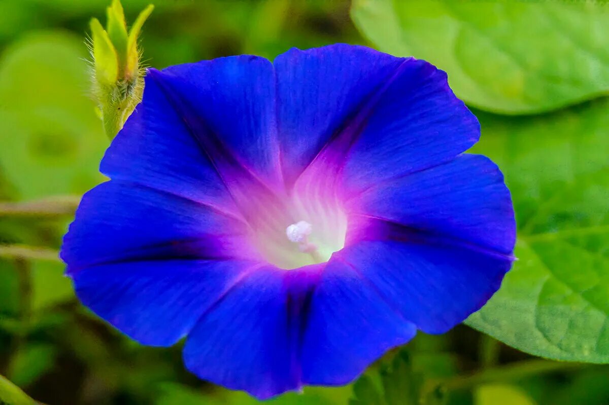 Ипомея пикоти синяя. Вьюнок ипомея пурпуровая. Ипомея виды. Ипомея floramia black. Ипомея виды.