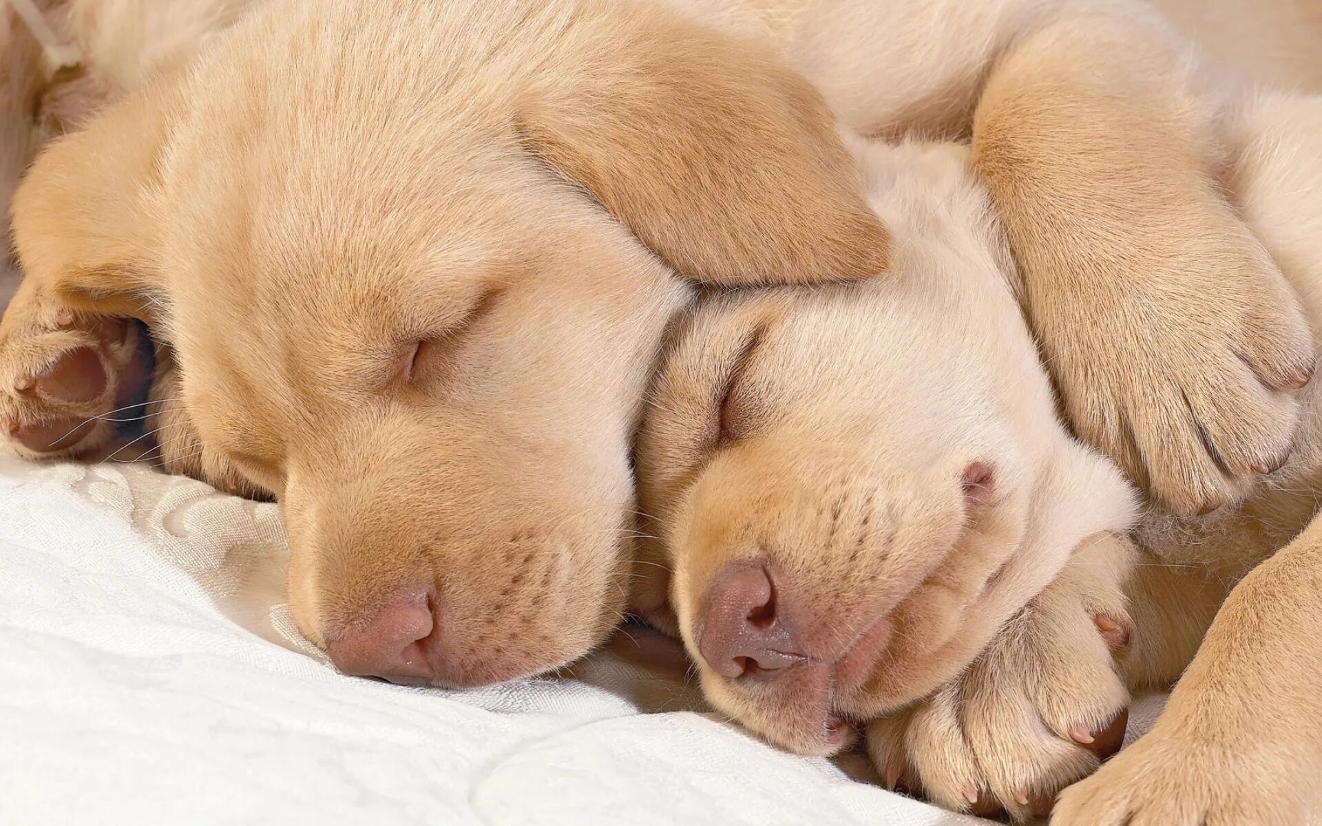 Спящие щенки. Спокойной ночи сладких снов. Спокойно ночи сладких снов.