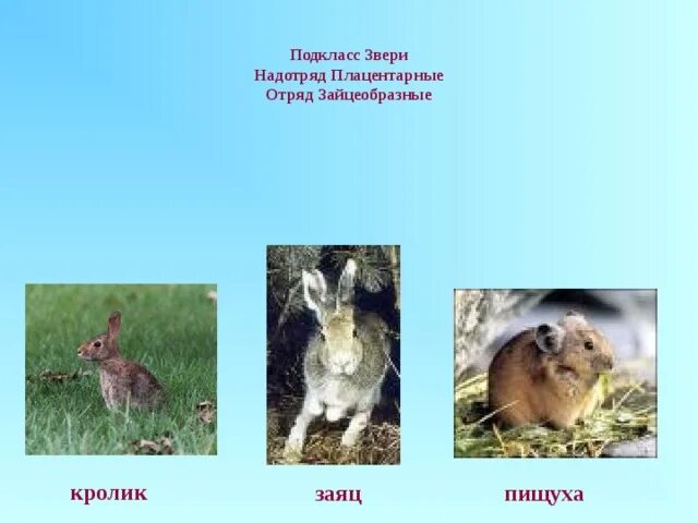 Подкласс низшие звери представители. Подкласс звери. плацентарные звери. кролики отряд. подкласс звери примеры.