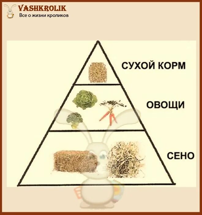 Можно давать кроликам деревья. Еда для кроликов декоративных. Какие продукты можно давать кроликам. Какой корм можно давать кроликам. Пирамида питания декоративного кролика.