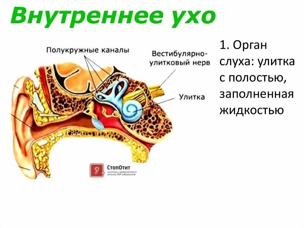 Слуховой анализатор отит. Внутреннее ухо. Строение внутреннего уха. Внутреннее ухо строение. Орган состоящий из внутреннего и среднего уха