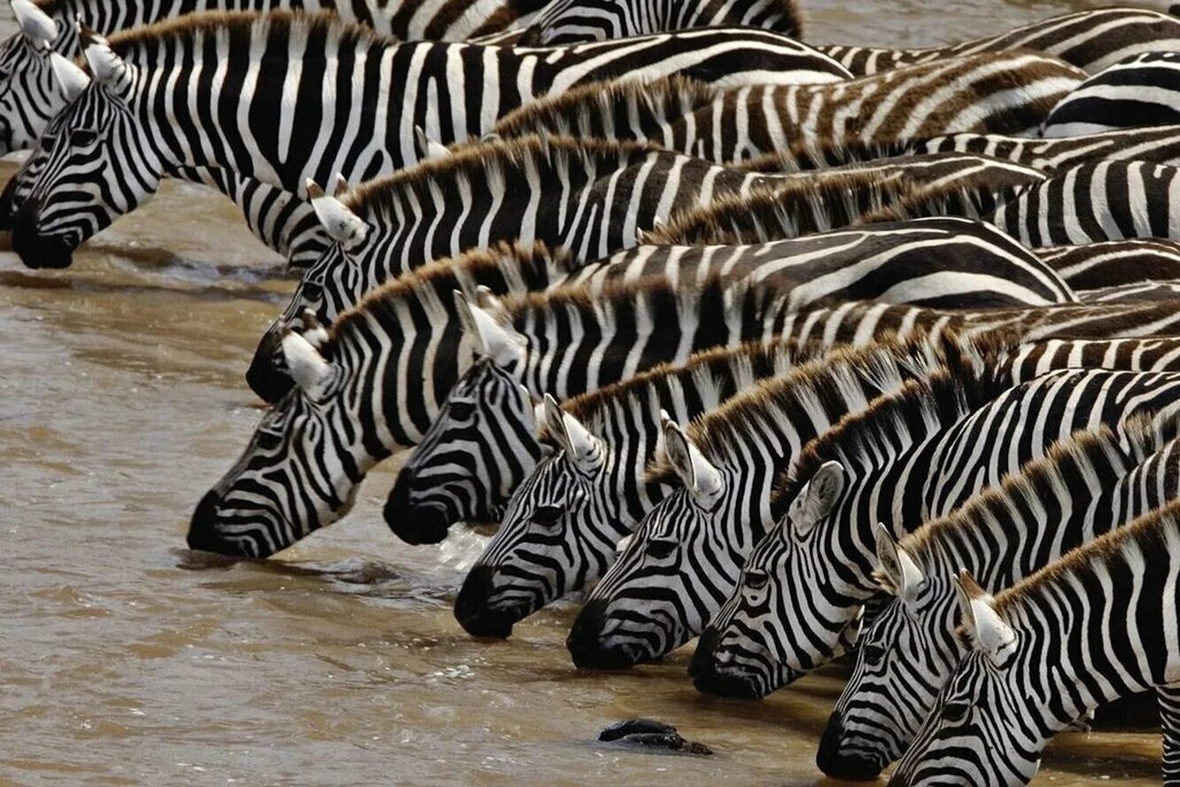 Вроде зебры. Бурчеллова Зебра. Зебра Греви. Гимномурена-Зебра. Masai Mara Zebra.