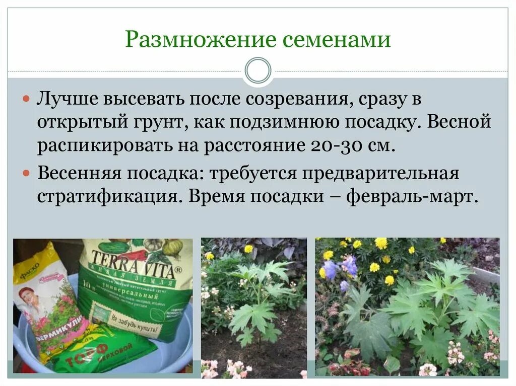 Семенами размножаются ответ. Размножение семенами. Размножение растений семенами. Семенное размножение. Растения размножающиеся семенами.