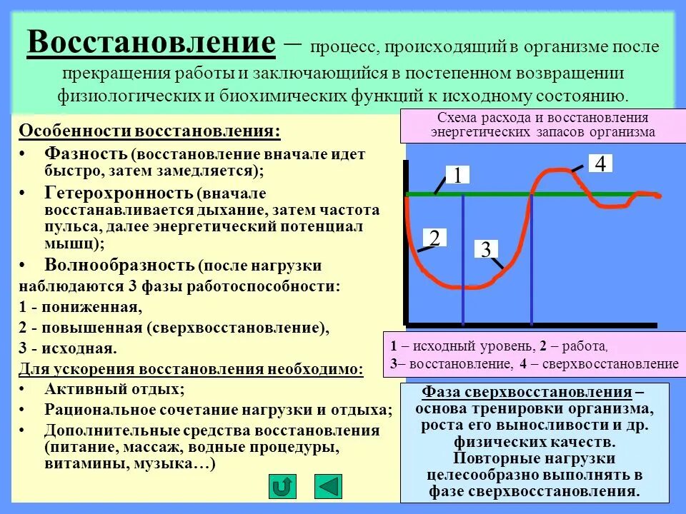 Период активности когда уровень физиологических функций высок. Восстановительные процессы в организме. Средства, ускоряющие восстановительные процессы в организме?. Особенностей восстановительных процессов. Восстановительные процессы в организме при физической культуре.