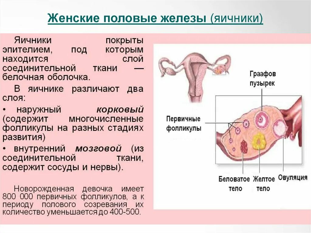 Про яичники