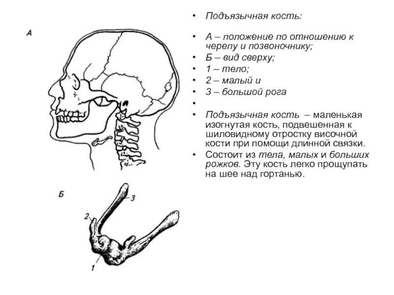 Какие кости относятся к височным. Подъязычная кость в черепе человека. Строение подъязычной кости анатомия. Строение черепа подъязычная кость. Подъязычная кость строение.