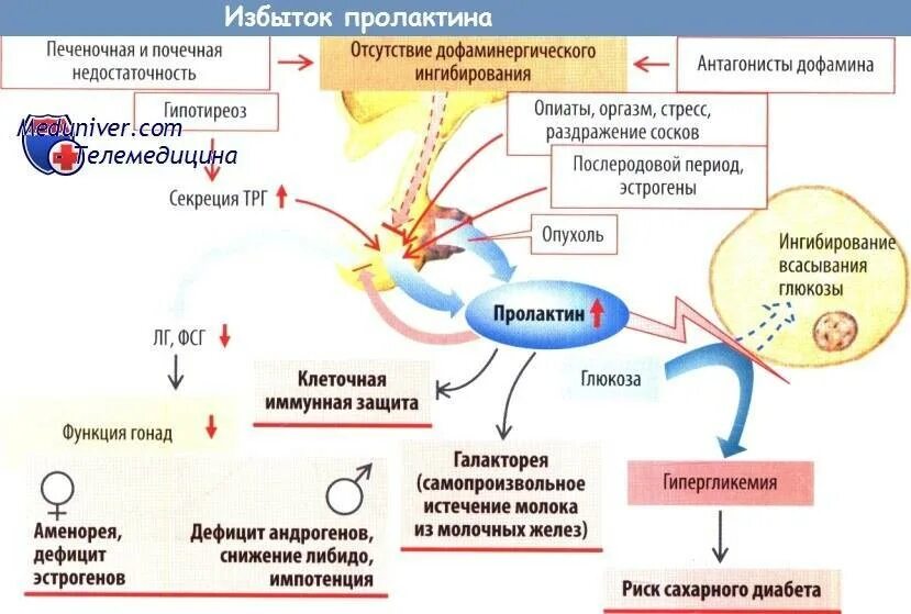 Схема выработки женских гормонов. Пролактин рилизинг гормон. Схема выработки гормонов у женщины. Пролактин механизм действия на организм. Пролактин снижается