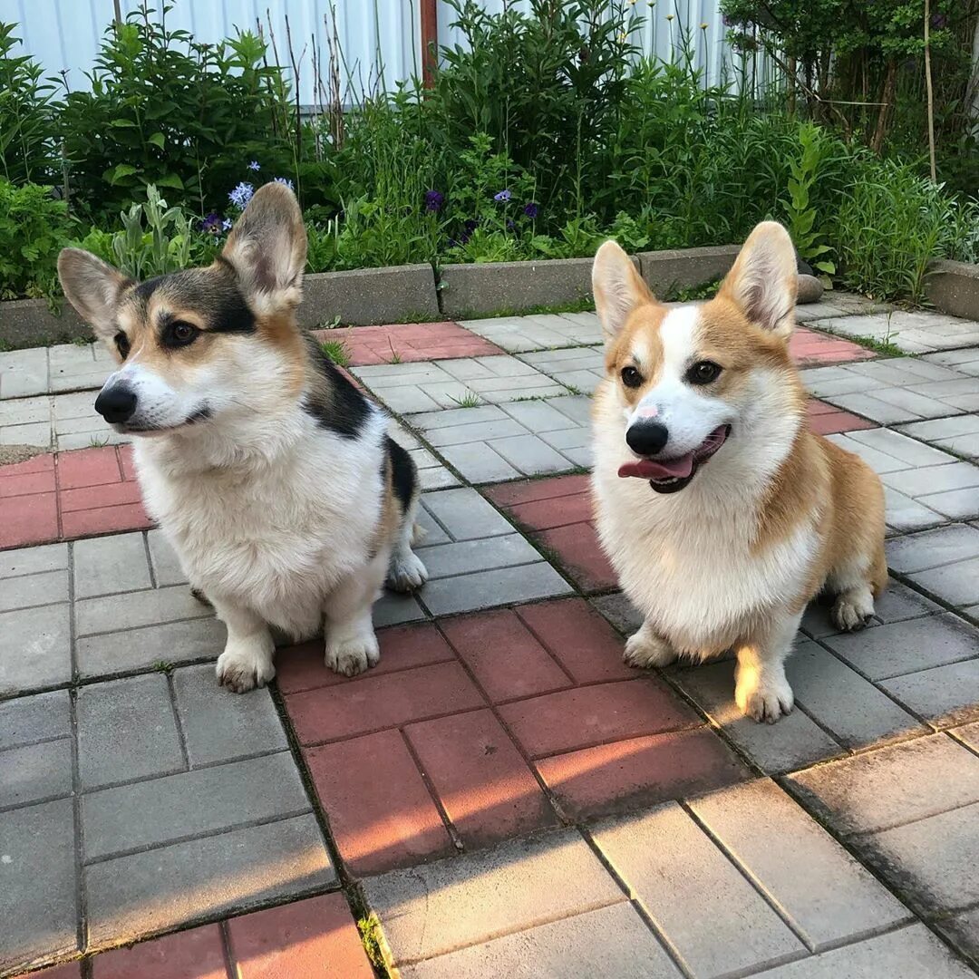 сушки кроха батыс. включи коржик бублик. корги коржик новые серии. бублик a4сф1. включи коржик бублик.