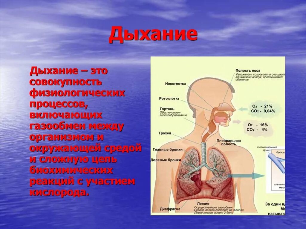 Путь воздуха в организм человека. Дыхательная система органов дыхания 3 класс. Органы дыхания для презентации. Сообщение о дыхательной системе. Дыхательная система презентация.