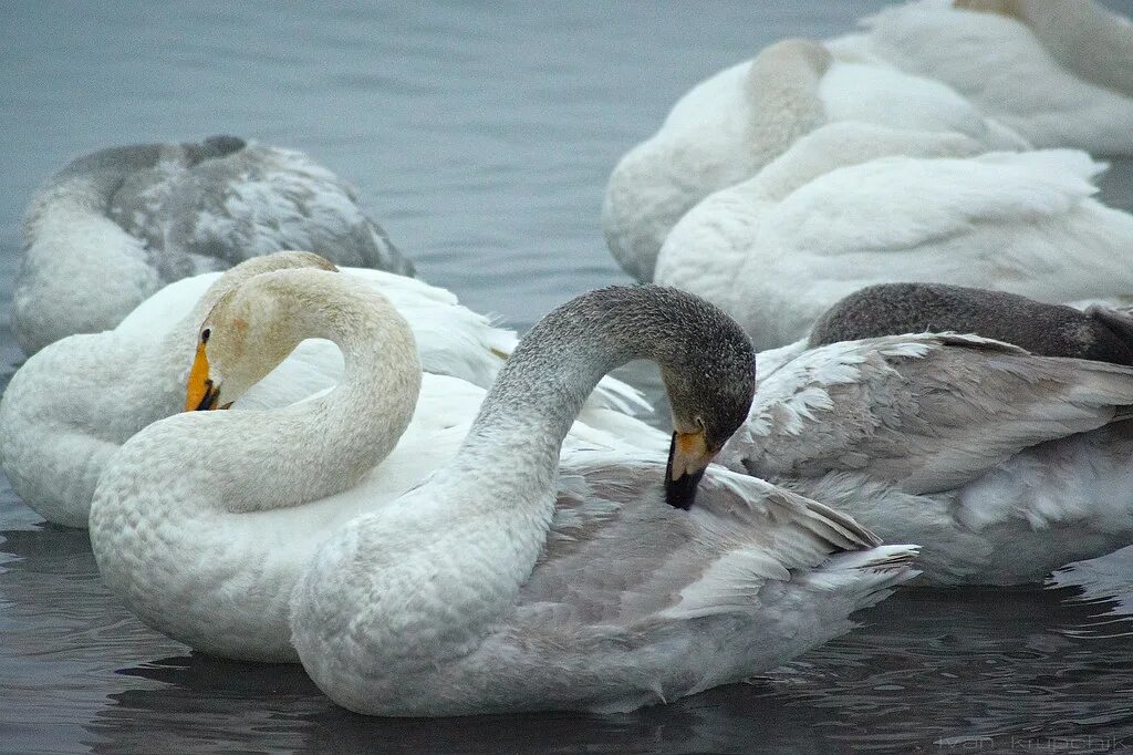 Лебедь для презентации. Сообщение о лебедях. Стих про лебедя. Почему лебедя называют особенной птицей. Лебедь-кликун красная книга свердловской.