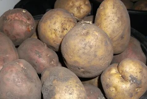 Картошка нп