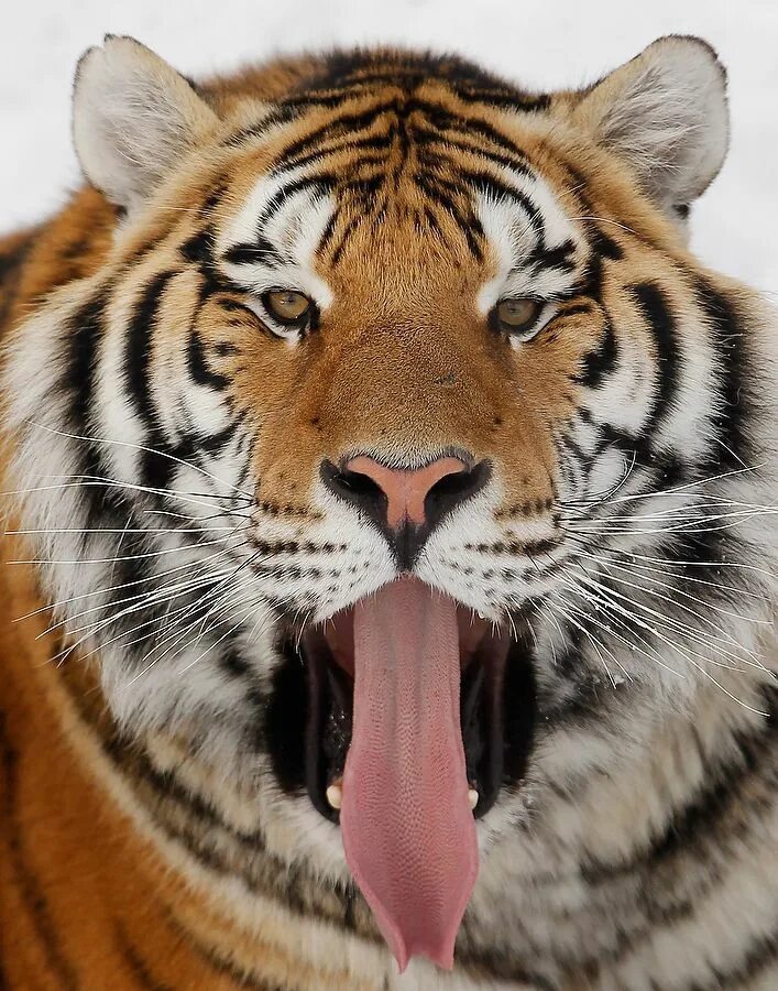 The tiger is large. Амурский тигр. Веселый тигр. Прикольный тигр. Удивленный тигр.