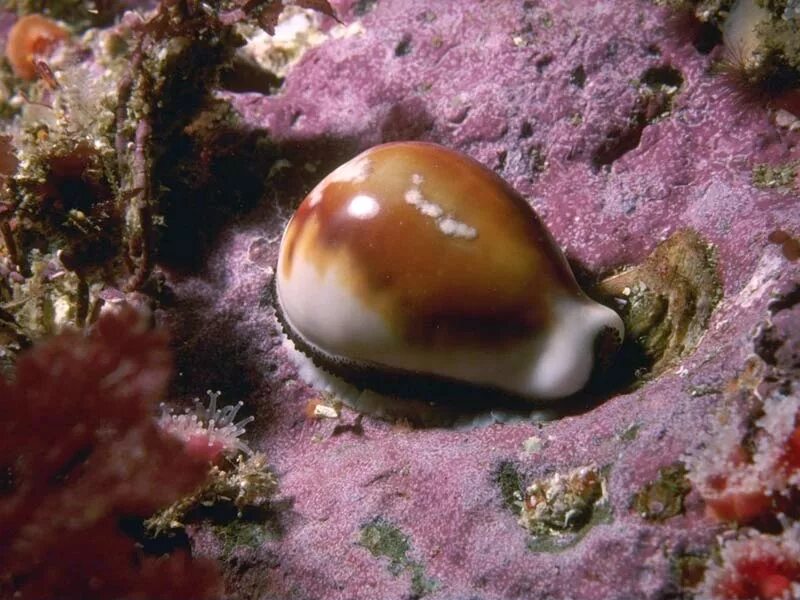Моллюски средиземного моря. Моллюски средиземного моря. Ионическое море обитатели. Раковина тридакны. Мидия моллюск.