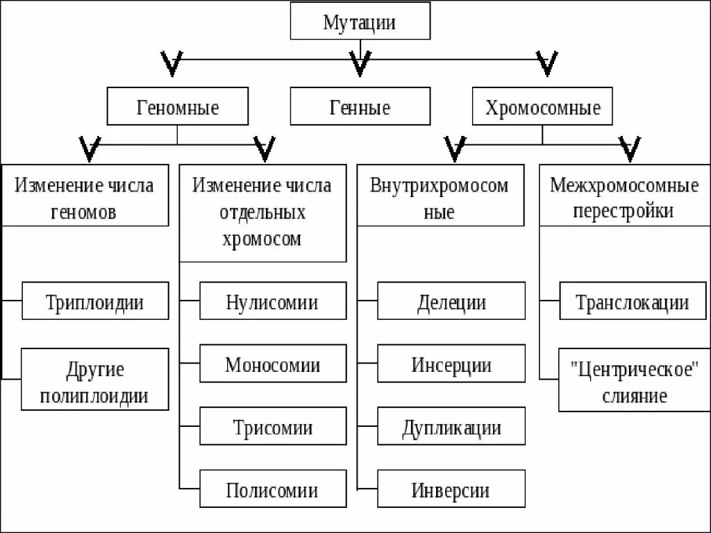Изменение числа хромосом в генотипе: найдено 87 изображений