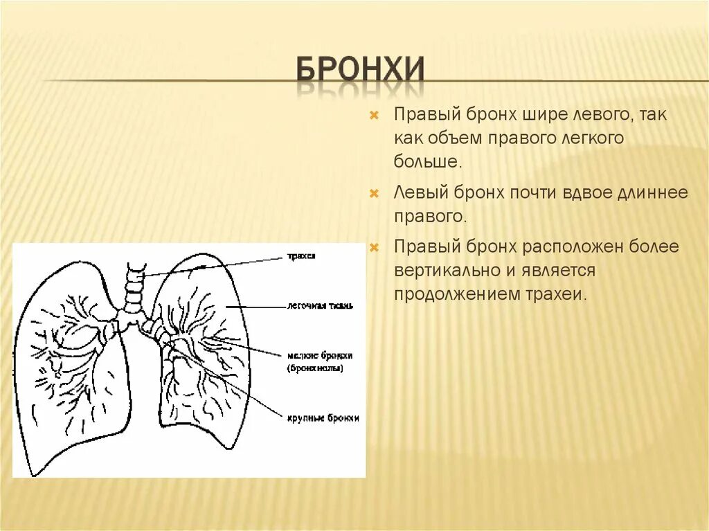 Бронхи правый и левый. Левый бронх. Правый бронх. Правый и левый главный бронх.