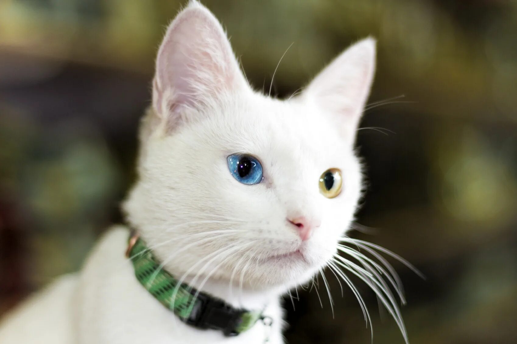 Котенок с разными глазами