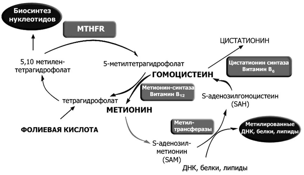 Метаболизм гомоцистеина схема. Метаболизм фолиевой кислоты схема. Цикл метионин гомоцистеин. Метаболизм метионина гомоцистеин.