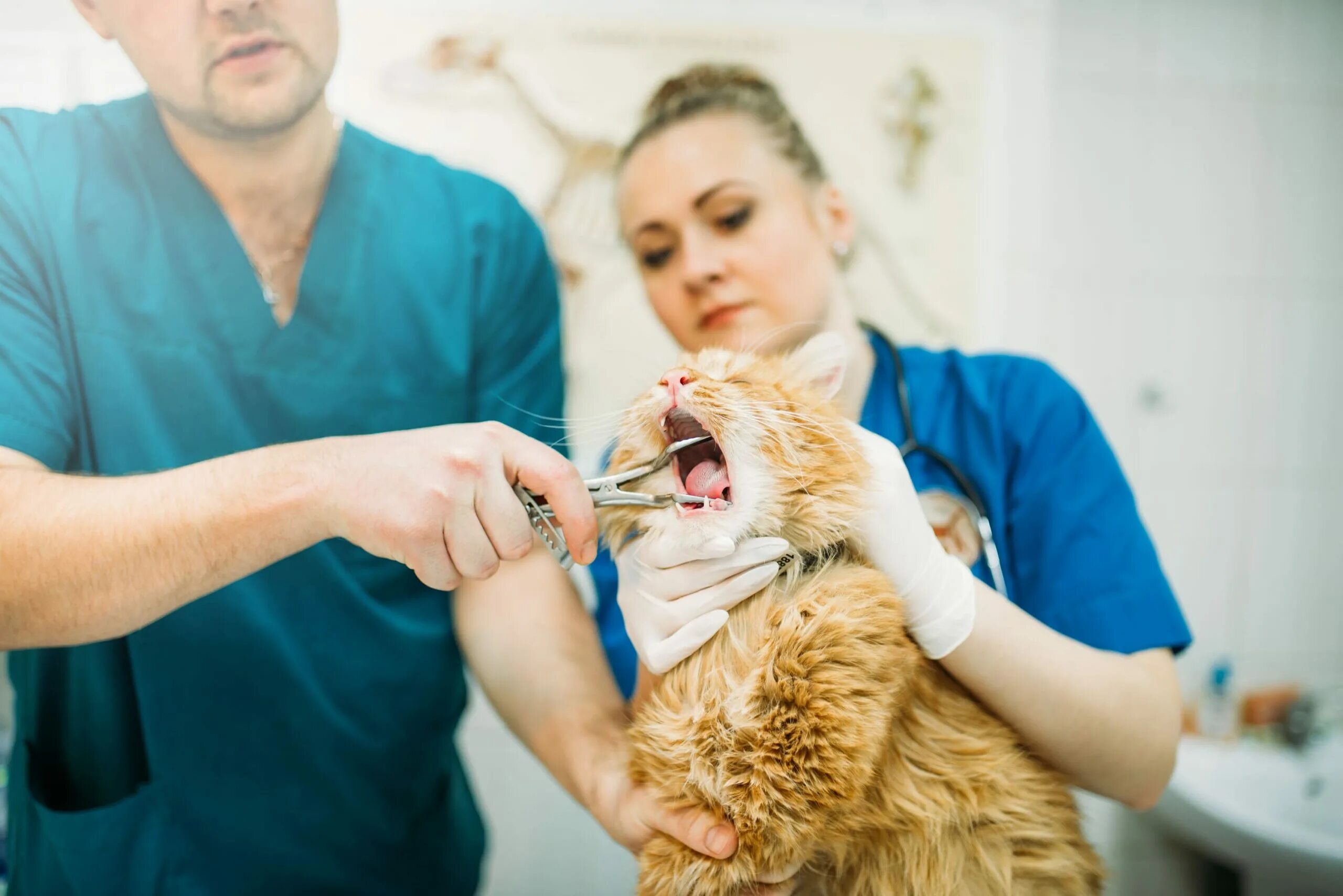 Как открыть рот кошке. Ветеринар с кошкой. Кошка в ветеринарной клинике. Профессиональная проба ветеринар. Ветклиника кот.