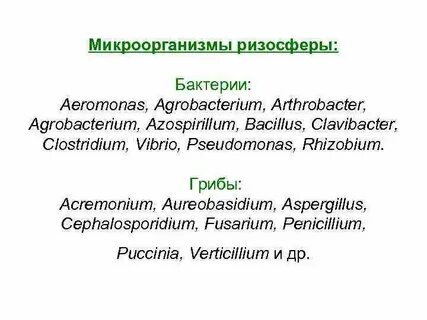 Взаимоотношения бактерий и бобовых растений