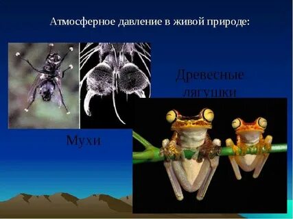 Давление в природе