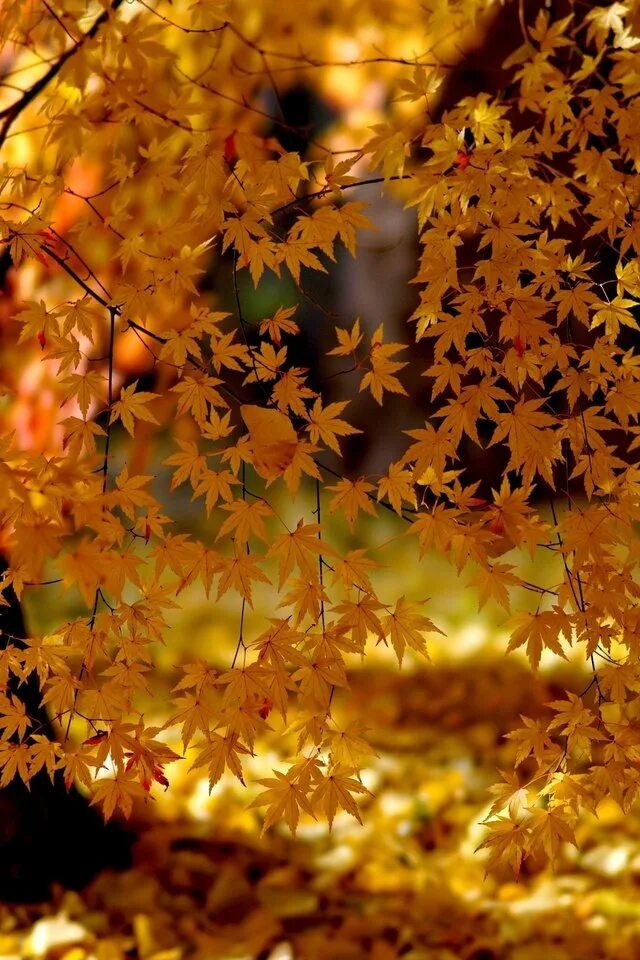 С добрым осенним мудрые. Осень Инстаграм картинки хвойные ветки и осенние листья.