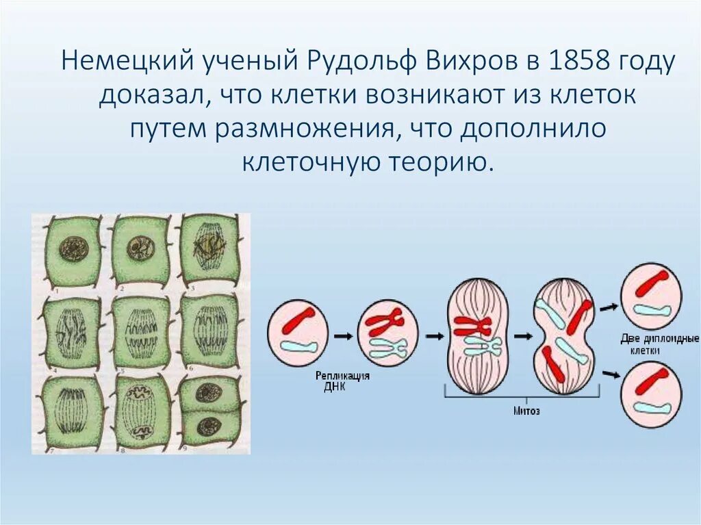 Размножение клеток. Клетка размножается путём. Размножение клеток происходит путем. Размножение путем деления растительной клетки.