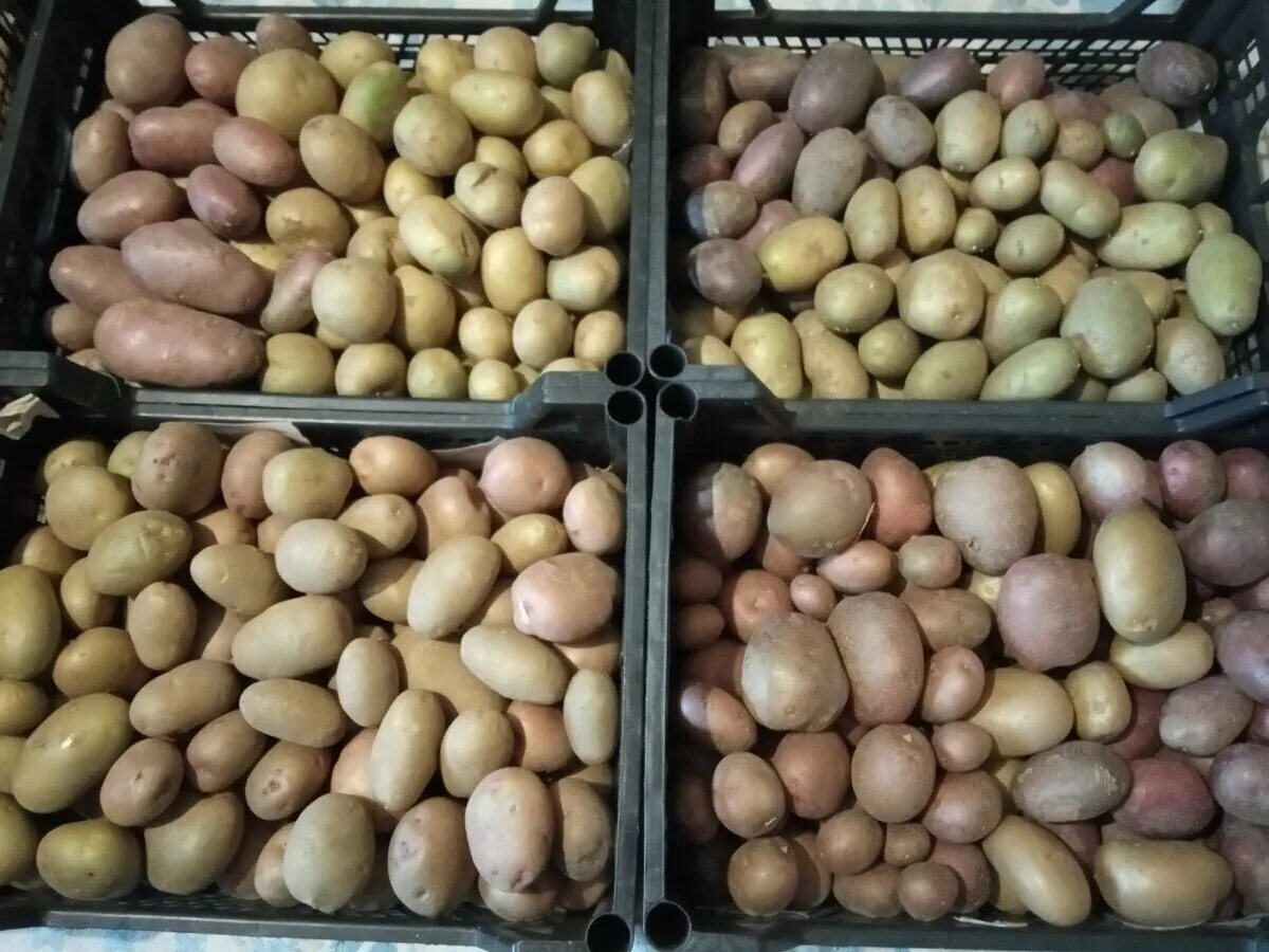 золотая нива сорт картофеля. картофель семенной сорт ветразь. элитный картофель семена. зерно и картофель. элитный картофель семена.