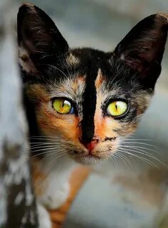Кошки cats