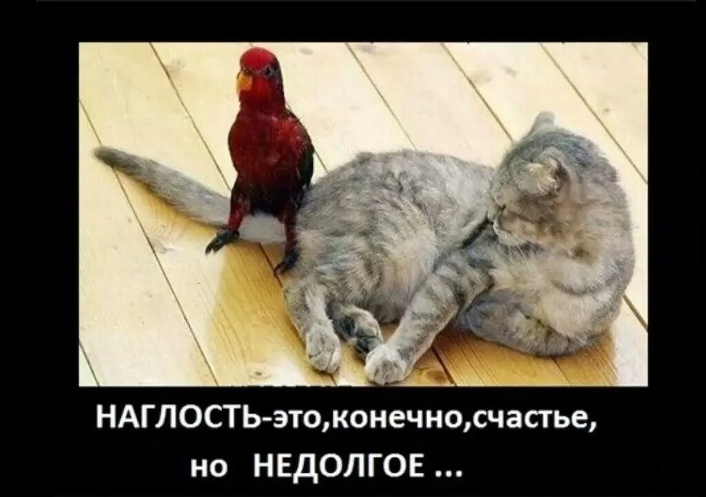 Нахальство. Воспаление хитрости прикол. Наглые животные. Как реагировать на грубость. Заболел воспалением хитрости.