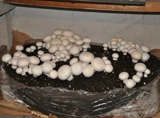 Грибы шампиньоны выращивание в домашних условиях. Домашняя грибница шампиньоны. Грибоводство шампиньонов. Выращивание грибов в домашних условиях. Вырастить шампиньоны.