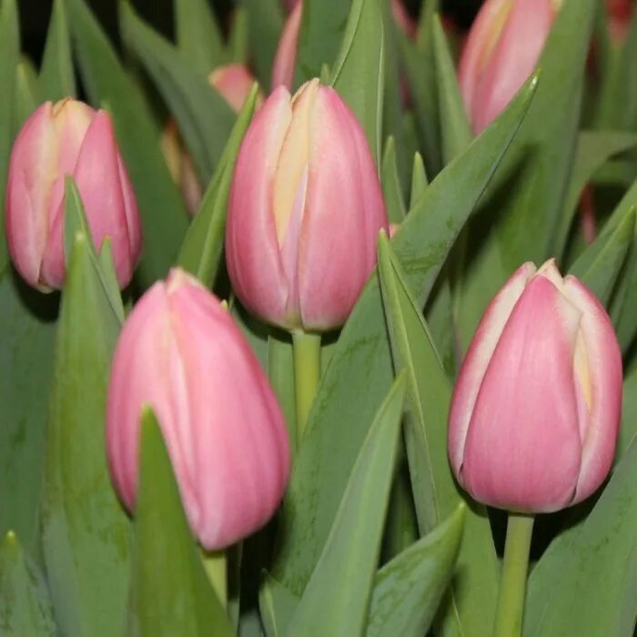 Джамбо пинк фото. Тюльпан jumbo pink. Тюльпан пинк импрешн. Тюльпан jumbo pink. Джамбо пинк фото.