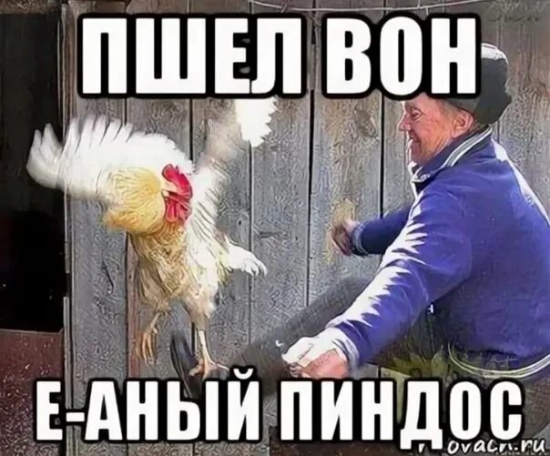 Мем вон. Пошел вон. пошел вон отсюда. пшел вон петух. пошел вон мем.