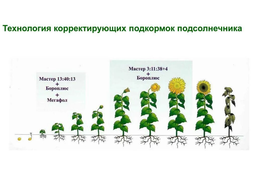 Периоды развития подсолнечника.. Фазы развития подсолнечника. Фазы созревания подсолнечника. Фазы развития подсолнечника таблица. Температура посева подсолнечника